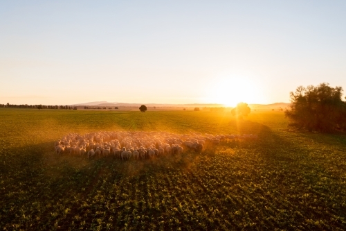 Mob of sheep raise dust at sunset - Australian Stock Image