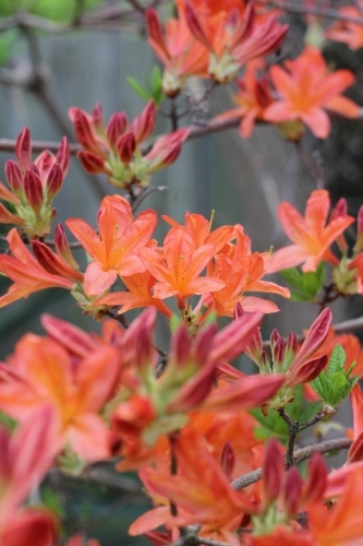 Mollis azalea shrub in spring - Australian Stock Image