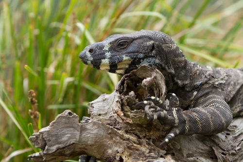 Monitor Lizard - Australian Stock Image