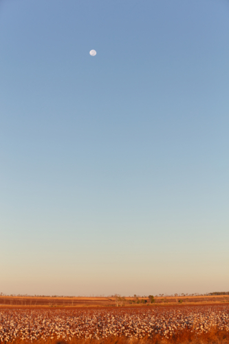Moon over NT red dirt cotton fields on remote station - Australian Stock Image
