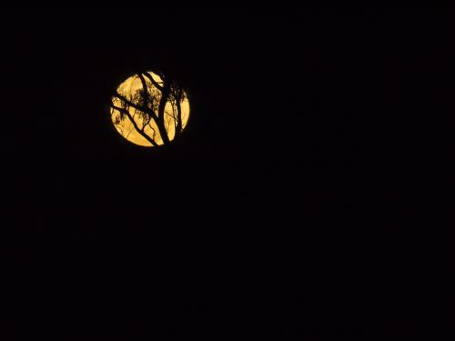 Moon rise with silhouetted Gum Tree in the Top Left Third of the Photo - Australian Stock Image