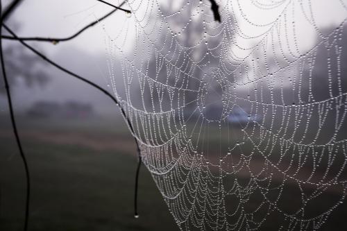 Morning dew clinging to a spiderweb - Australian Stock Image