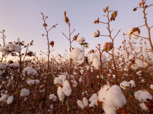 Morning in cotton field, NT agriculture - Australian Stock Image