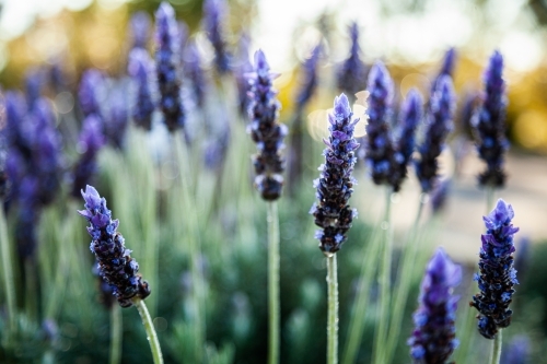 Morning light backlighting purple lavender bush in garden - Australian Stock Image