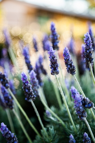Morning light backlighting purple lavender bush in garden - Australian Stock Image