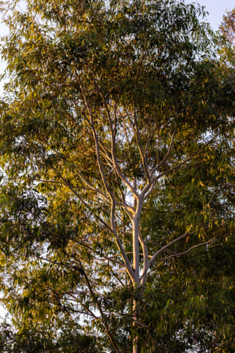 Morning light on branches of gum tree - Australian Stock Image