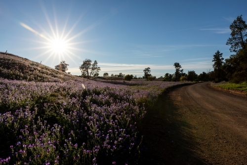 morning light on purple flowers near dirt road - Australian Stock Image