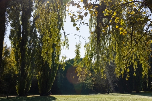 Morning sun filtering through lush green tree canopy in park - Australian Stock Image