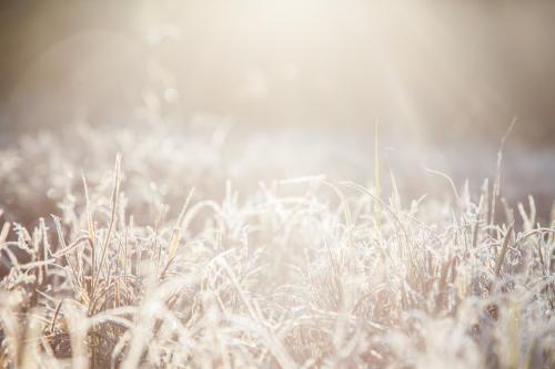 Morning sunlight shining silver on frost covered grass - Australian Stock Image