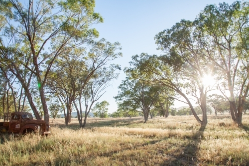 Morning sunlight shining through gum trees in paddock - Australian Stock Image