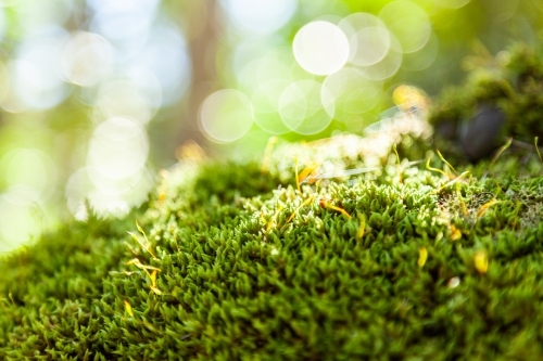 Moss covered boulder in forest - Australian Stock Image