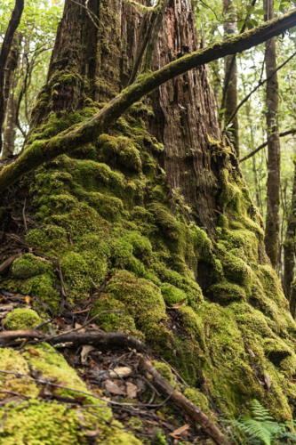 Moss covered rainforest tree in Tasmania - Australian Stock Image