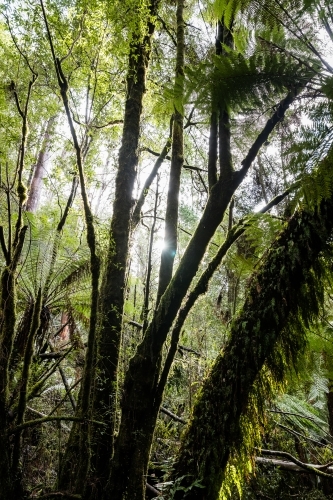 Moss covered rainforest trees and vines - Australian Stock Image