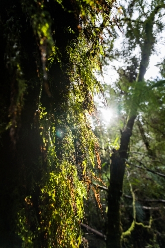 Moss covered rainforest trees and vines - Australian Stock Image