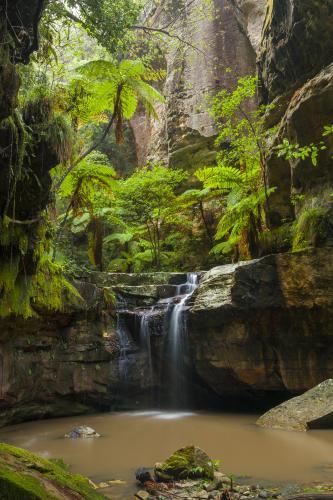 Moss Garden - Australian Stock Image