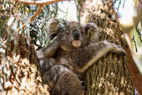 Mother and baby koala sitting together in Australian eucalyptus tree - Australian Stock Image