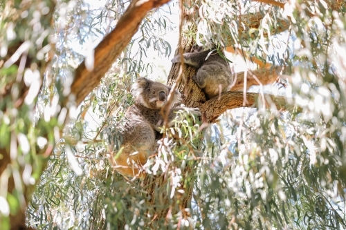 Mother and baby koala sitting together in Australian eucalyptus tree - Australian Stock Image