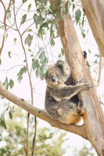 Mother and joey koala sitting together in Australian eucalyptus tree - Australian Stock Image