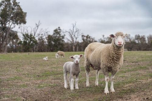 Mother ewe and winter lamb - Australian Stock Image