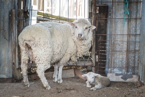Mother ewe sheep standing in yards on farm with newborn baby lamb - Australian Stock Image