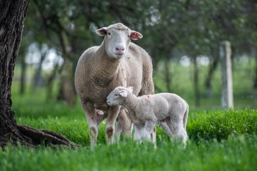 Mother sheep with her lamb on a green pastured farm. - Australian Stock Image