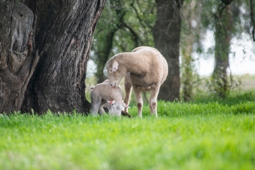 Mother sheep with her lambs on a green pastured farm under a tree - Australian Stock Image