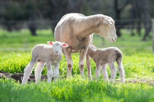 Mother sheep with her twin lambs on a green pasture farm. - Australian Stock Image