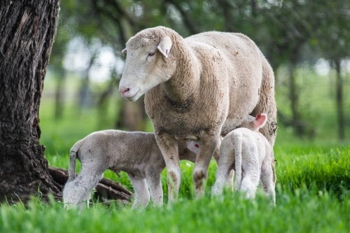 Mother sheep with her twin lambs on a green pastured farm. - Australian Stock Image