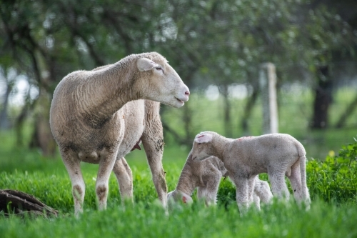 Mother sheep with twin lambs on a green pastured farm. - Australian Stock Image