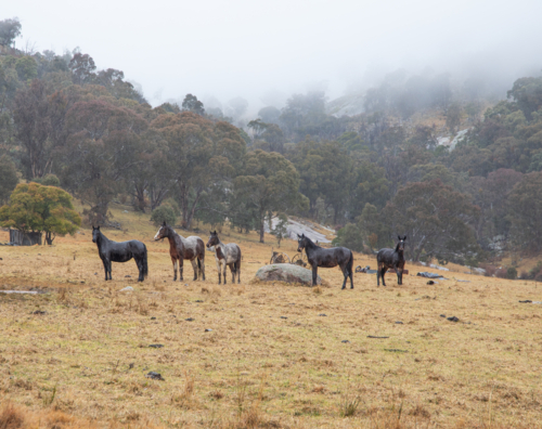 Mountain ponies in a field on a misty morning - Australian Stock Image