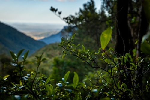 Mountain range view beyond the lush green foliage. - Australian Stock Image