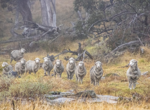 Mountain sheep in a field - Australian Stock Image