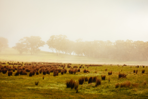 Muckleford Nature Conservation Reserve on a foggy cold winter morning near Maldon in Victoria - Australian Stock Image