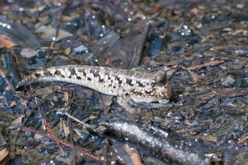 Mudskipper fish in shallow water - Australian Stock Image