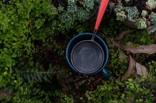 Mug with filter sitting among plants - Australian Stock Image