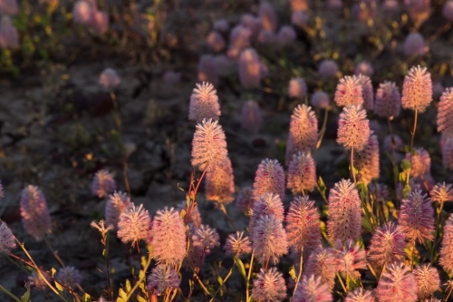 Mulla-mulla wildflowers in shade and sunlight - Australian Stock Image