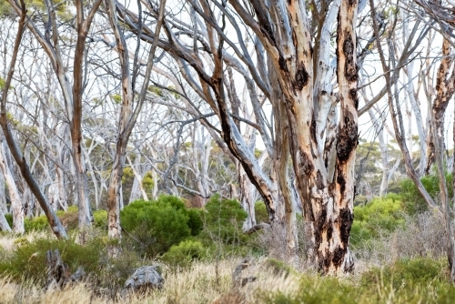 Multiple lifeless eucalyptus trees in a barren, dry land. - Australian Stock Image