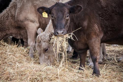 Murray Grey cows eating hay - Australian Stock Image
