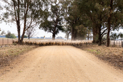 Mustering sheep down a gravel road - Australian Stock Image