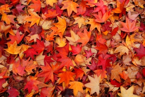 Myriad of rustic leaves in autumn colours, red, orange, amber, brown - Australian Stock Image