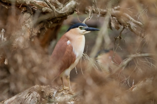 Nankeen or Rufous Night Heron - Australian Stock Image