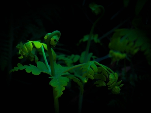 Narrow beam of light on fern frond - Australian Stock Image