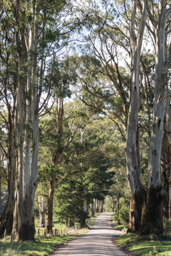 narrow country dirt road with gumtrees - Australian Stock Image