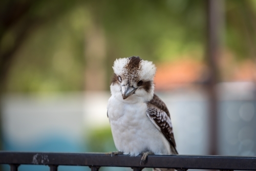 native australian kookaburra bird perched on a railing - Australian Stock Image