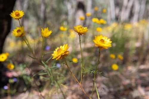 Native Australian paper daisy - Australian Stock Image