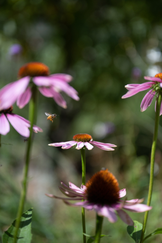 native bees enjoying the pink echinacea - Australian Stock Image
