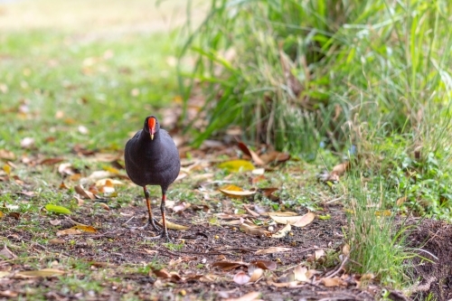 Native bird - Australian Stock Image