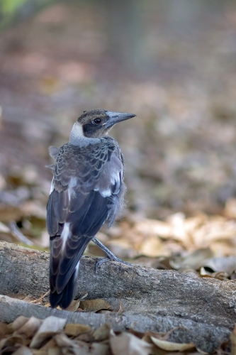 Native bird Magpie fledgling - Australian Stock Image