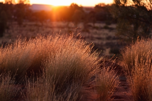 native bush backlit by the sunset at the outback - Australian Stock Image