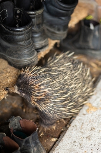 Native echidna animal out and about during mating season amongst farm boots - Australian Stock Image